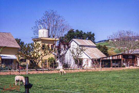 Morgan Hill, August 1981