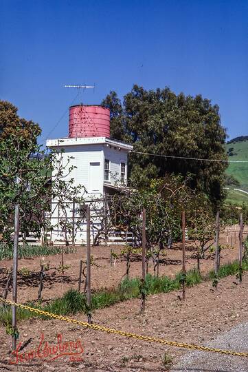 Morgan Hill, August 1981