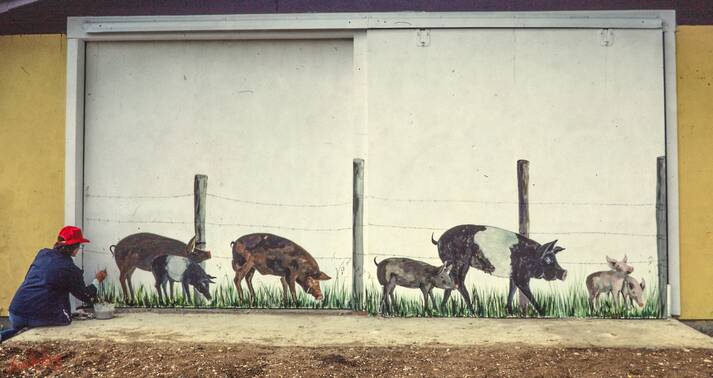 Pigs on a Barn